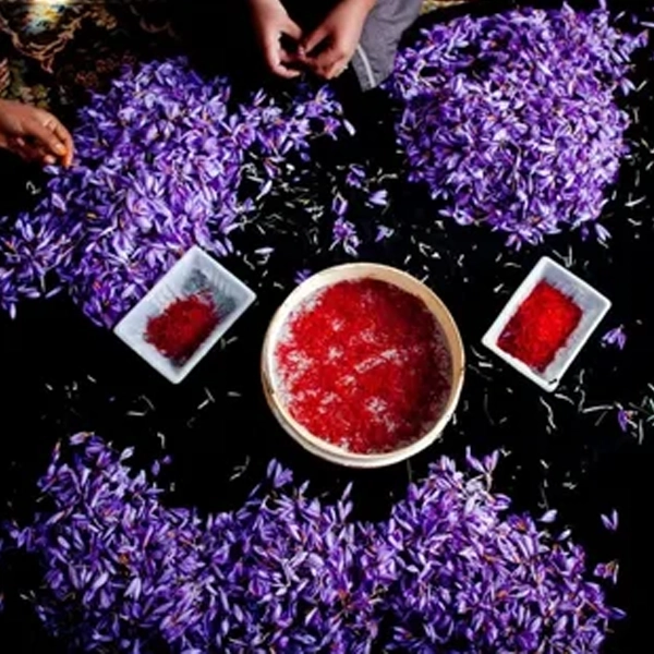 زعفران و درمان ناباروری زعفران و درمان ناباروری
